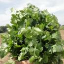 Fragante Fragante